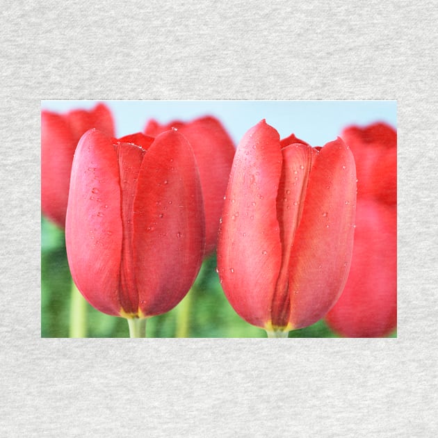 Tulipa 'Sky High Scarlet' Single Late Tulip by chrisburrows